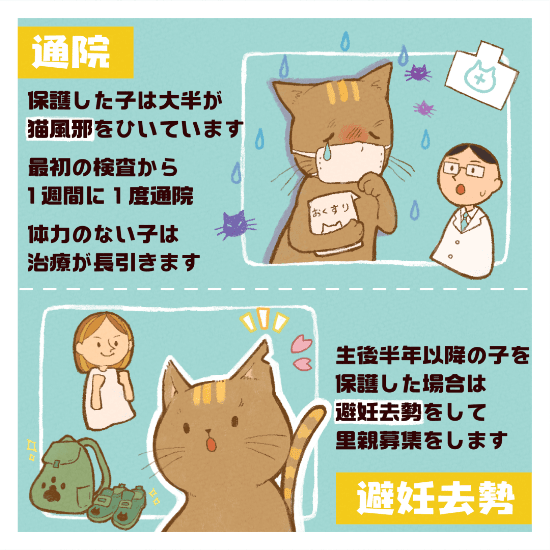 保護猫の命を新しい家族に繋ぐまで私ができることマンガ5