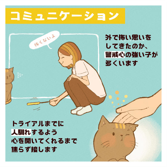 保護猫の命を新しい家族に繋ぐまで私ができることマンガ6