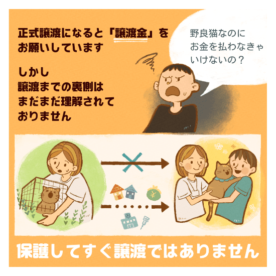 保護猫の譲渡の道のりマンガ2