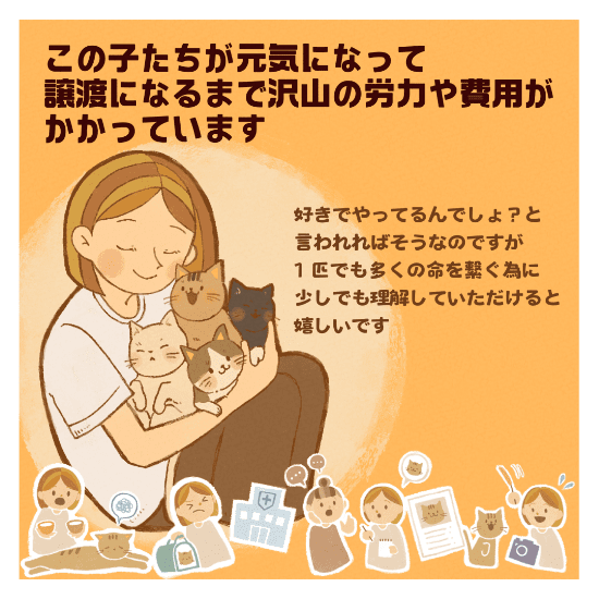 保護猫の譲渡の道のりマンガ4