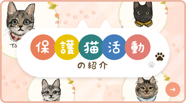 保護猫活動の紹介